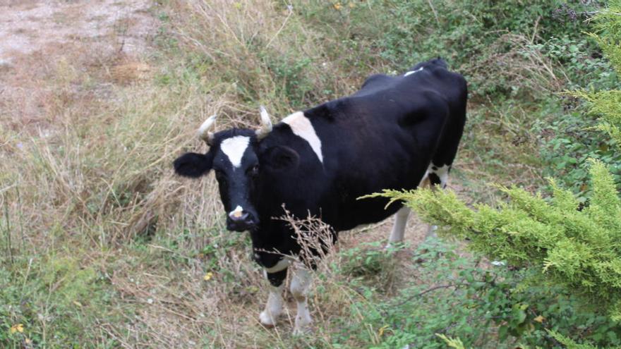 La vaca Mariana és en un espai al costat d&#039;una nau del polígon del Borràs |