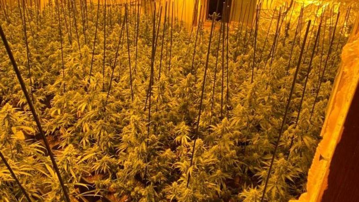 La plantació de marihuana localitzada a Rajadell