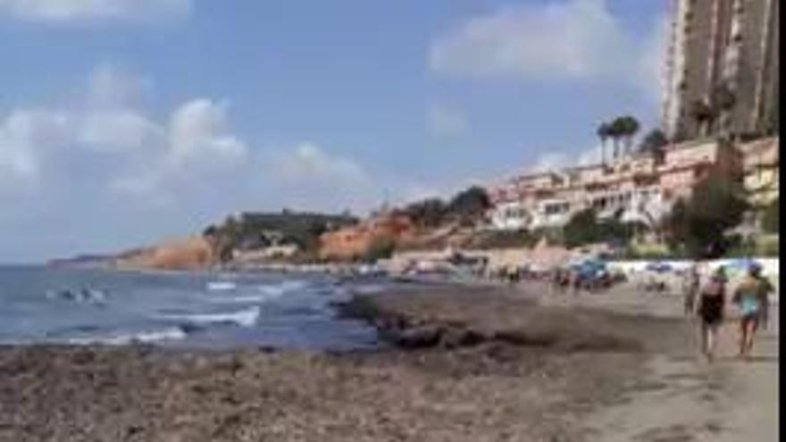 Las algas invaden la playa de Campoamor