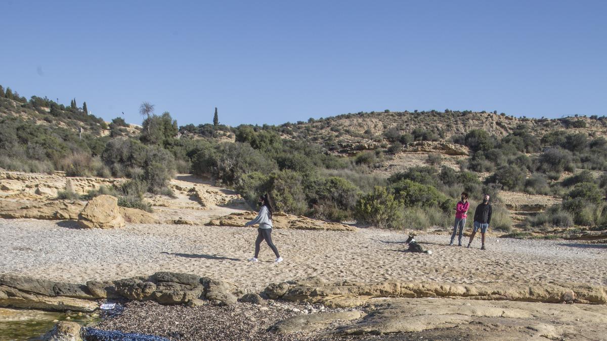 "Lágrimas del mar": así son las medusas velero que han llegado a Alicante