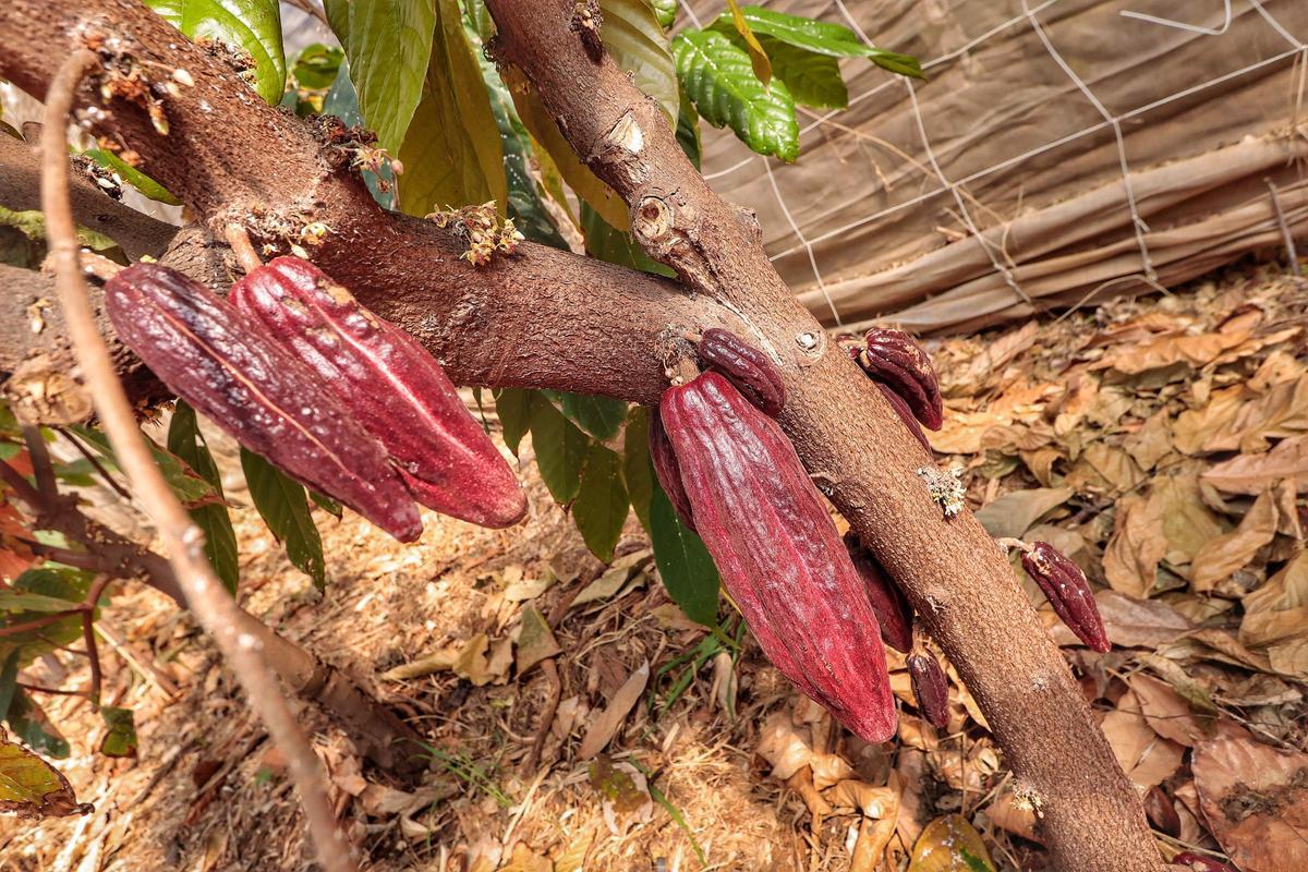 Una de las plantas de cacao ubicadas en la finca Los Pajalillos, en Valle de Guerra