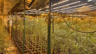 Endesa abre dos expedientes a la semana en Málaga por plantaciones de marihuana
