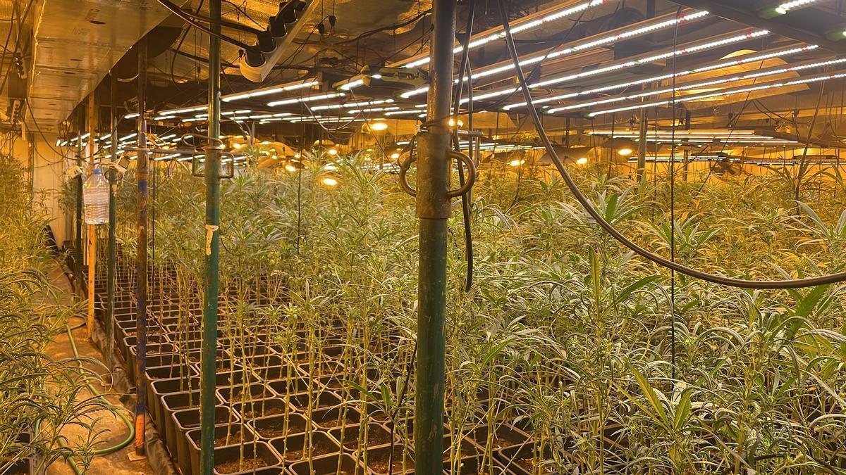 Imagen de una plantación de marihuana