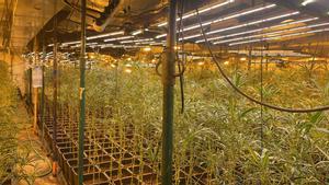 Imagen de una plantación de marihuana
