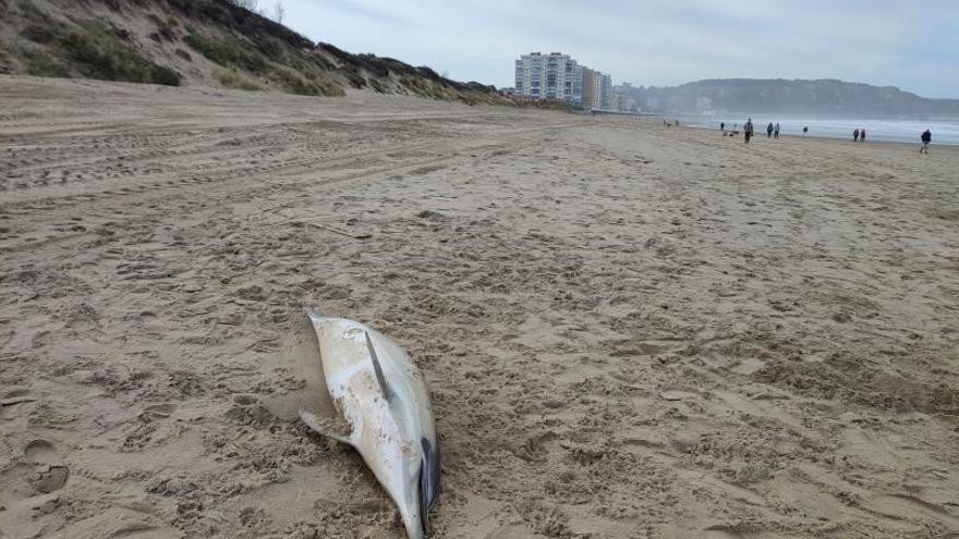 Alertan del hallazgo de un delfín muerto en Castrillón, en la playa de San Juan