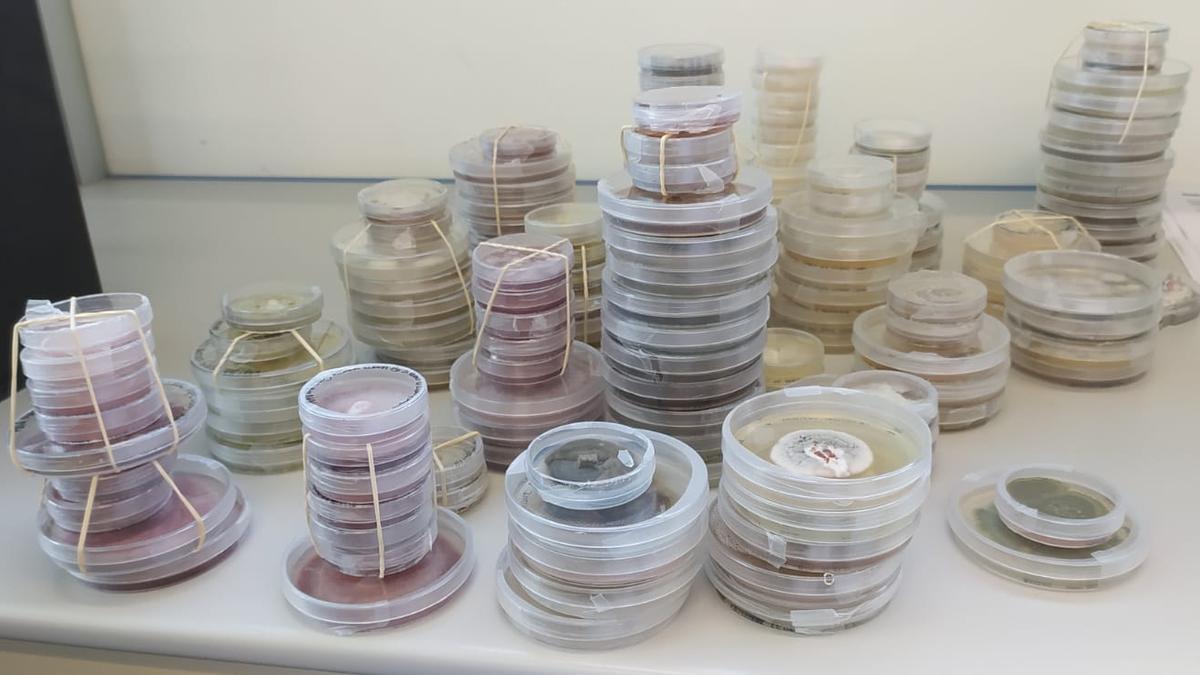 Colección de hongos identificados en el marco del proyecto de investigación