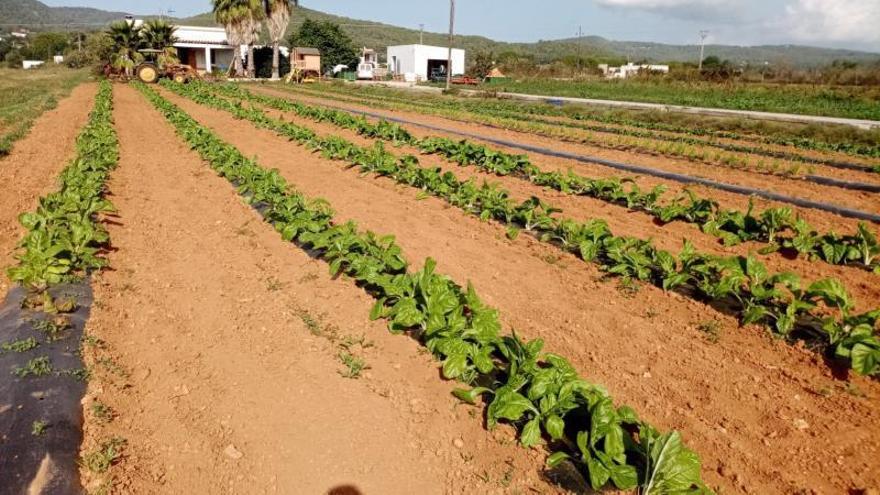 Campo De Acelgas «Muy Crecidas» En Sant Antoni Hace Un Mes. | Ecofeixes