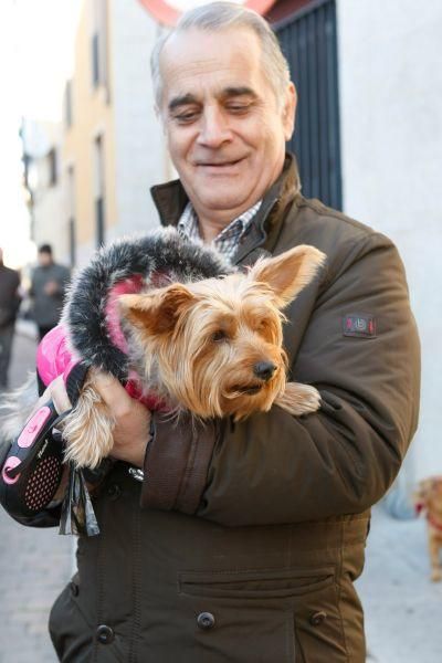 Los perros gobiernan por san Antón en Zamora