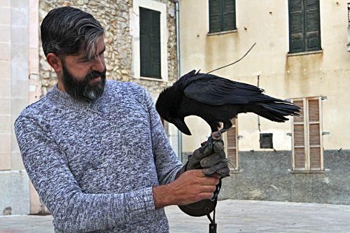 Der Rabe Francinaina während des Trainings für den Sant-Antoni Brauch in Mancor de la Vall mit den Falknern Jaime Álvarez Dols und Manuel Pérez Arenasall