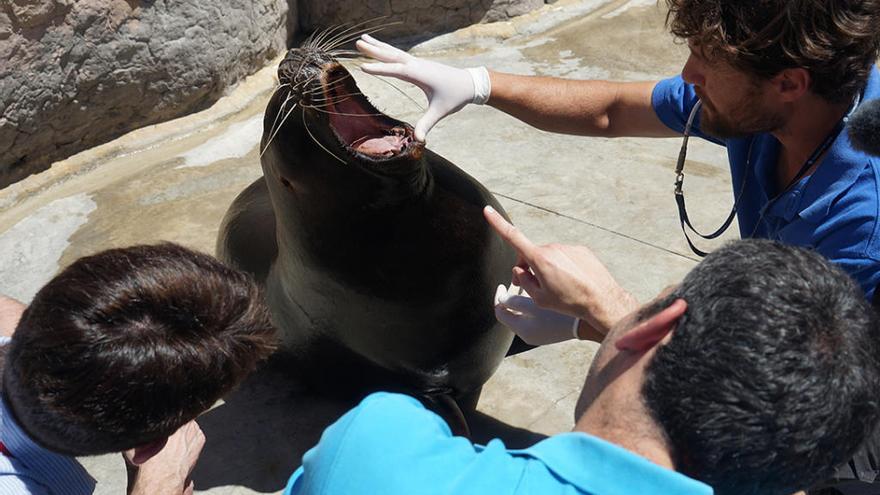 Veterinarios de la UCV y del Oceanogràfic operan con éxito una leona marina