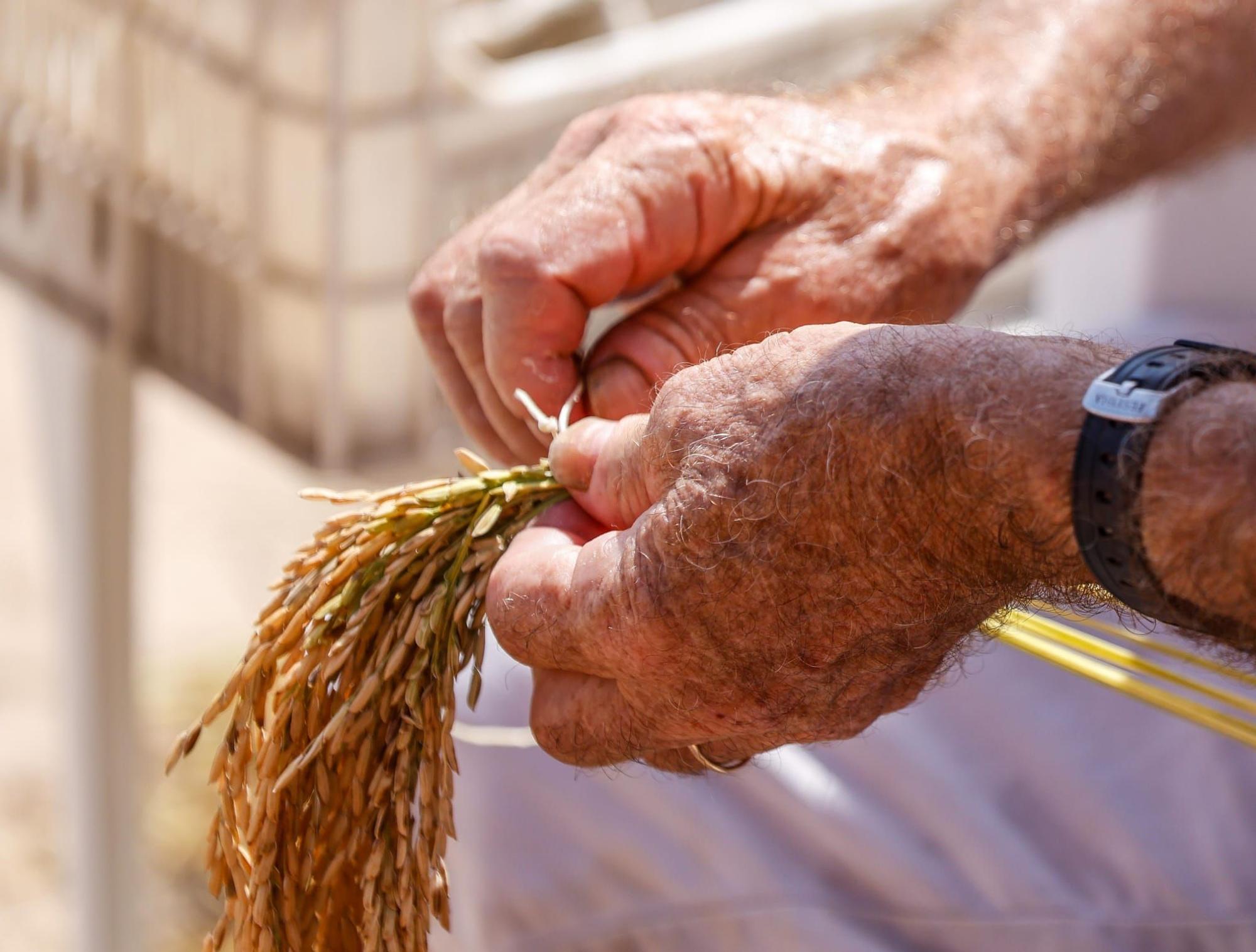 El puerto de Catarroja reúne a 5.000 personas en la Fiesta de la siega del arroz