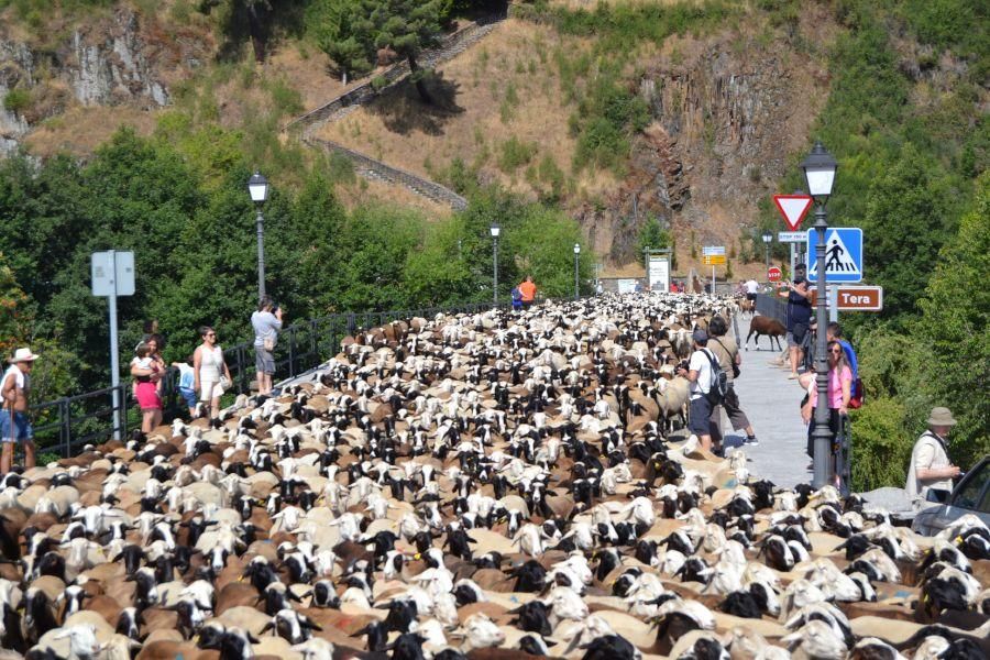 Las ovejas "toman" Puebla de Sanabria