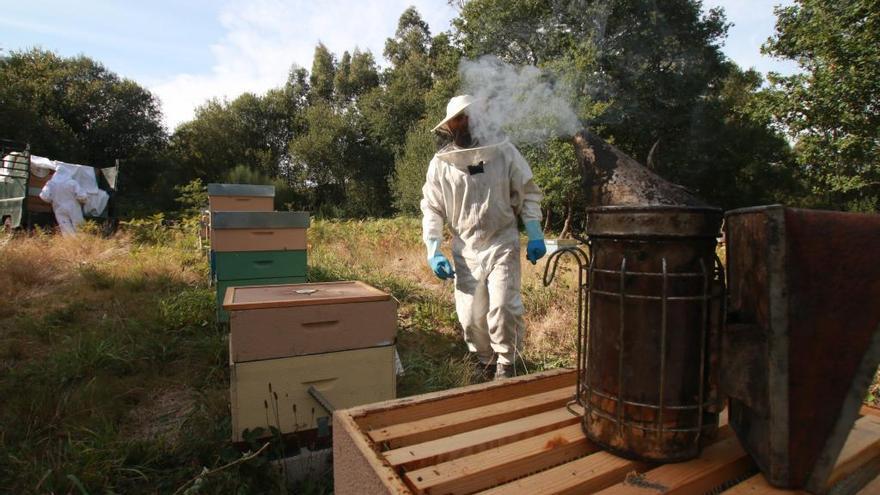 El dueño de los enjambres de abejas aniquilados en Nigoi, trabajando en las colmenas con dos colaboradores, el sábado. // Bernabé / Adrián Rei