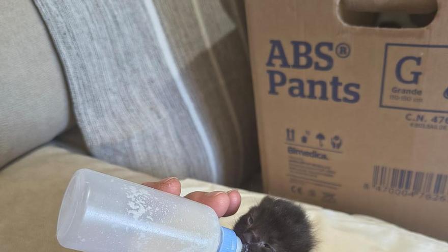 Rescata dos gatitos arrojados a un contenedor de la basura e insta al Concello de Bueu a cumplir con la Ley de Bienestar Animal