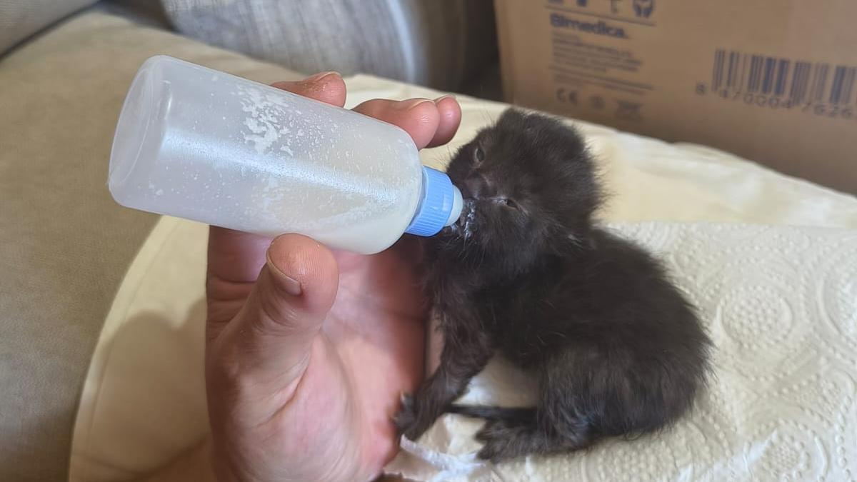 Uno de los gatitos rescatados de un contenedor en Beluso toma este viernes leche de un biberón.