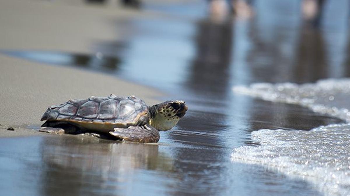 Programa para la recuperación de la tortuga boba en el Mediterráneo
