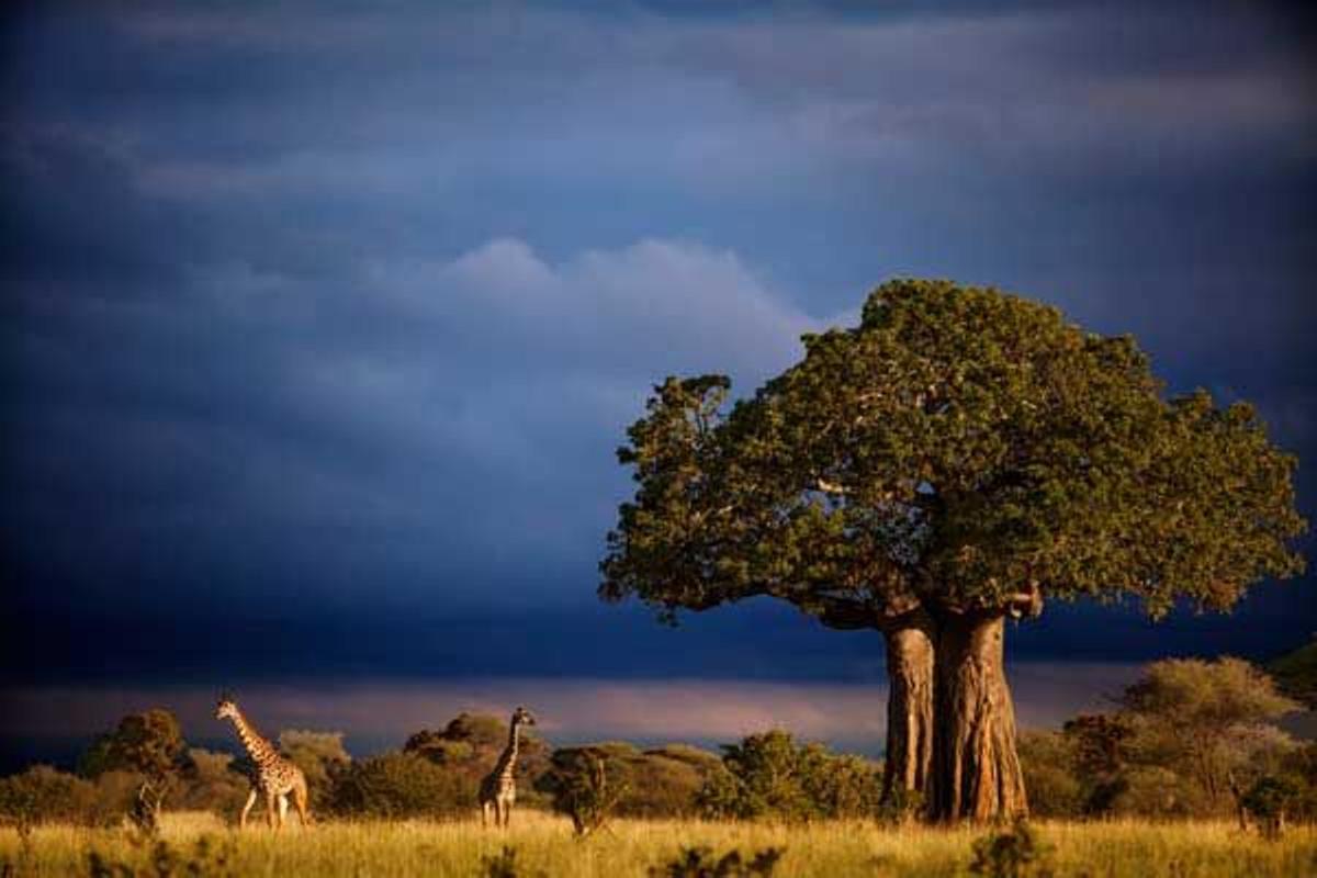 Jirafas junto a un baobab en el Área de Conversación del Ngorongoro, en Tanzania.
