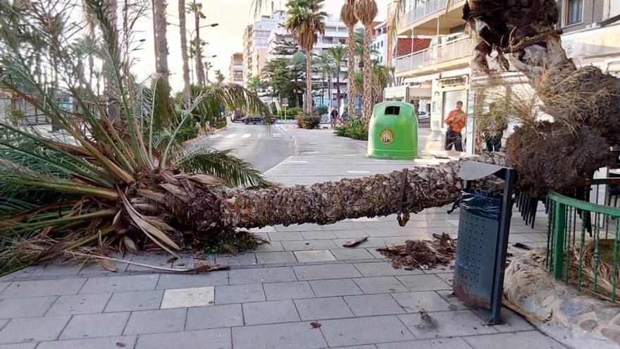 El viento derriba una palmera en el centro de Torrevieja y obliga a cortar una calle