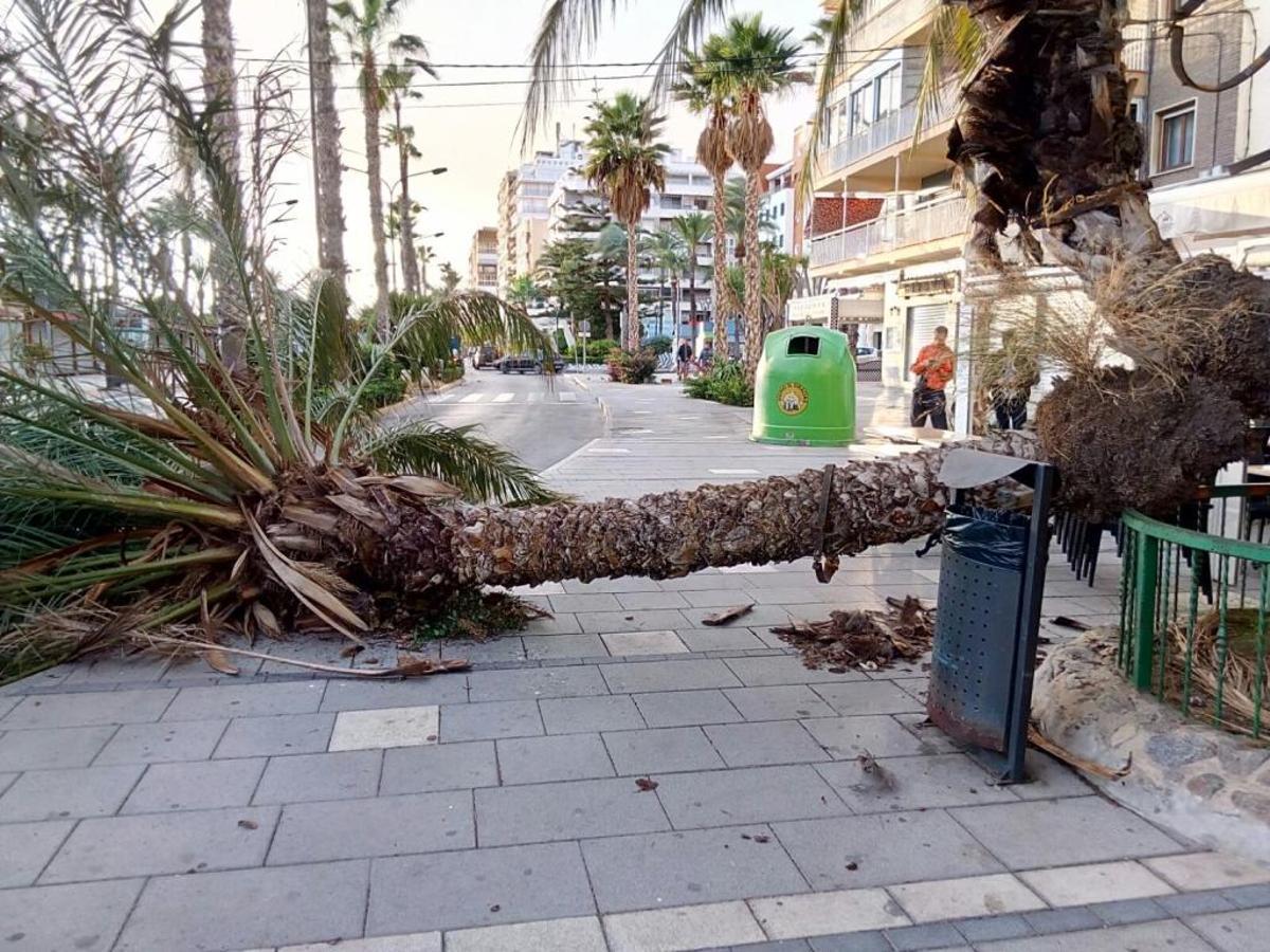El árbol ha caído sobre la acera ocupando parte de la calzada.