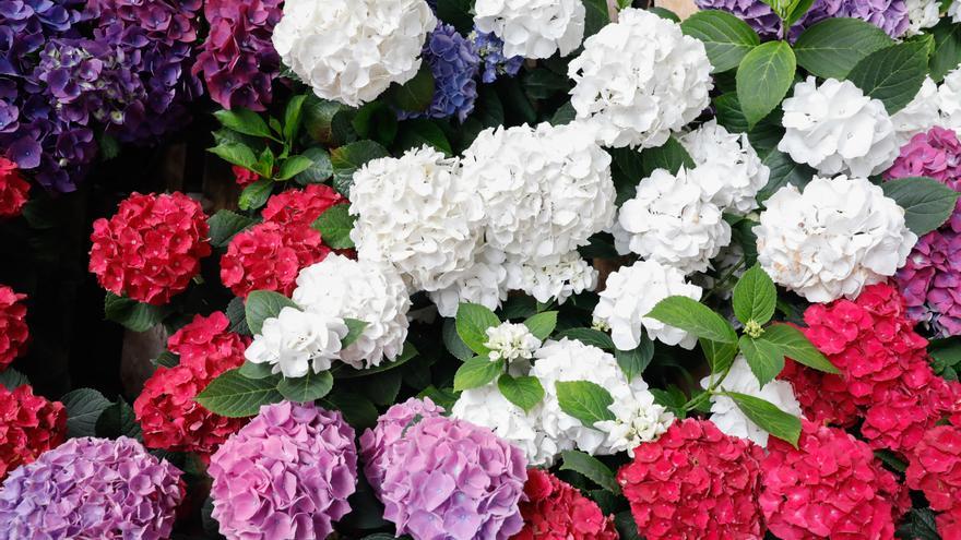 El truco para que tus hortensias luzcan siempre hermosas y duren más tiempo en el jarrón de casa