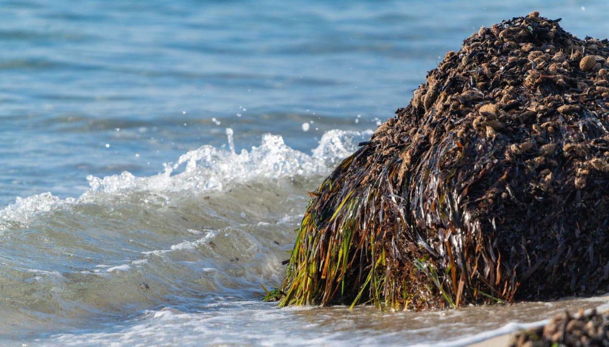 Montículo de posidonia realizando su función protectora de la costa.