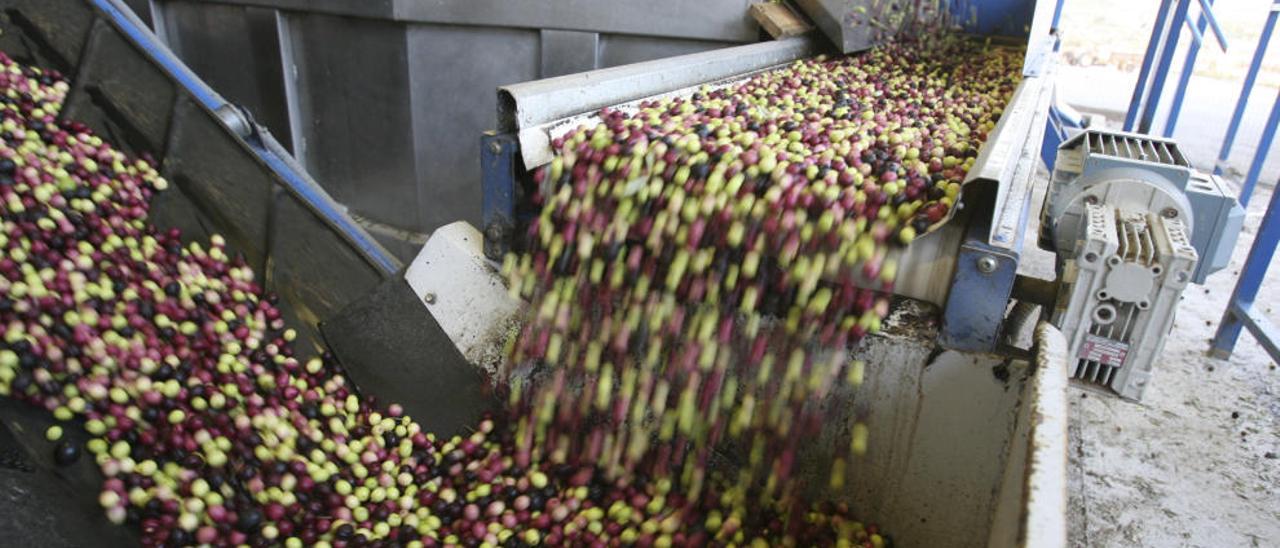 Los productores de aceite temen un desplome de la cosecha del 70% si no llueve