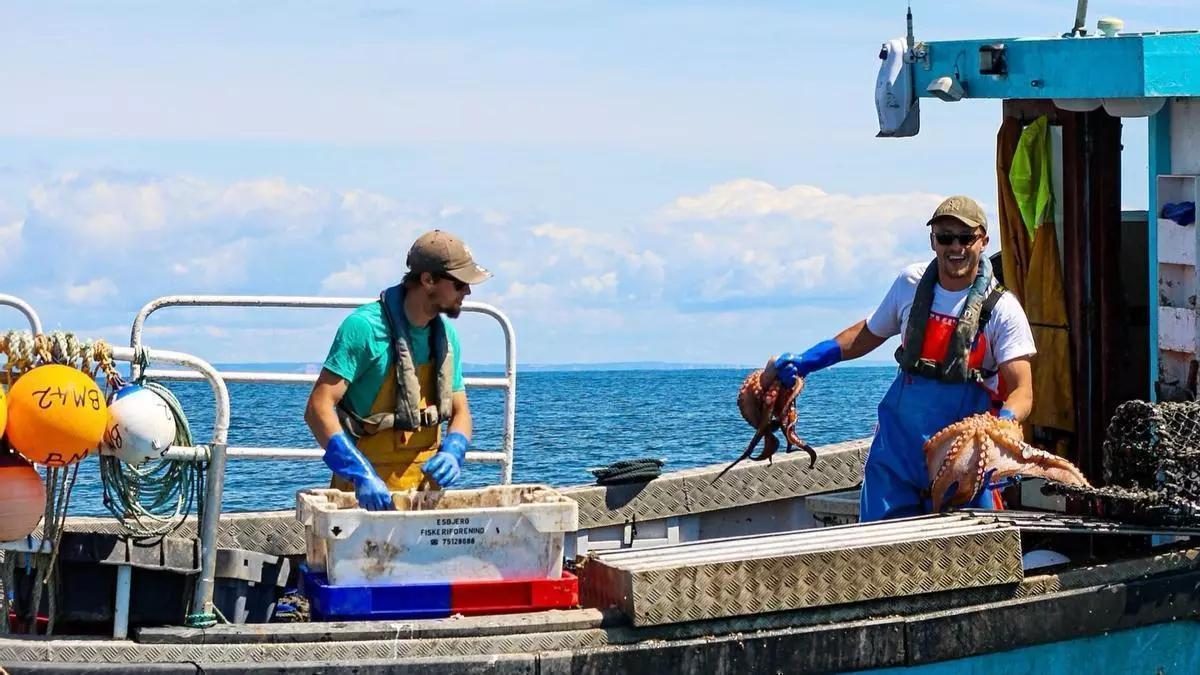 Los científicos desvelan el origen de la «plaga» de pulpo en el sur de Inglaterra