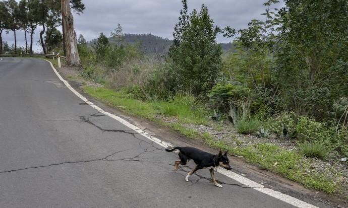 25/01/2018 CUMBRE GRAN CANARIA. Mal estado de las carreteras en la zona de medianías y cumbre de Gran Canaria. Carretea de Moya a Fontanales. FOTO: J. PÉREZ CURBELO