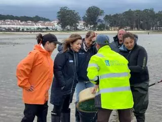 La Xunta plantea prorrogar hasta 2029 el Plan General de Explotación Marisquera para facilitar la recuperación de los bancos