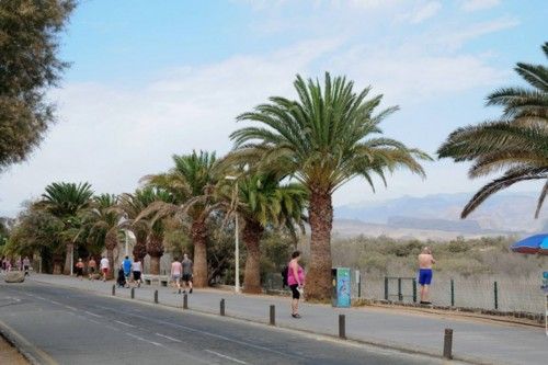 Mal estado de las Palmeras en el Oasis de Maspalomas y el Parque Tony Gallardo