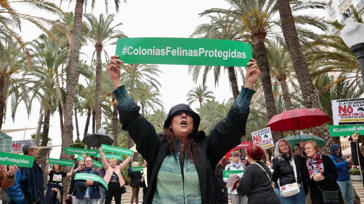 Concentración en Alicante por la Ley de Bienestar Animal y las colonias felinas
