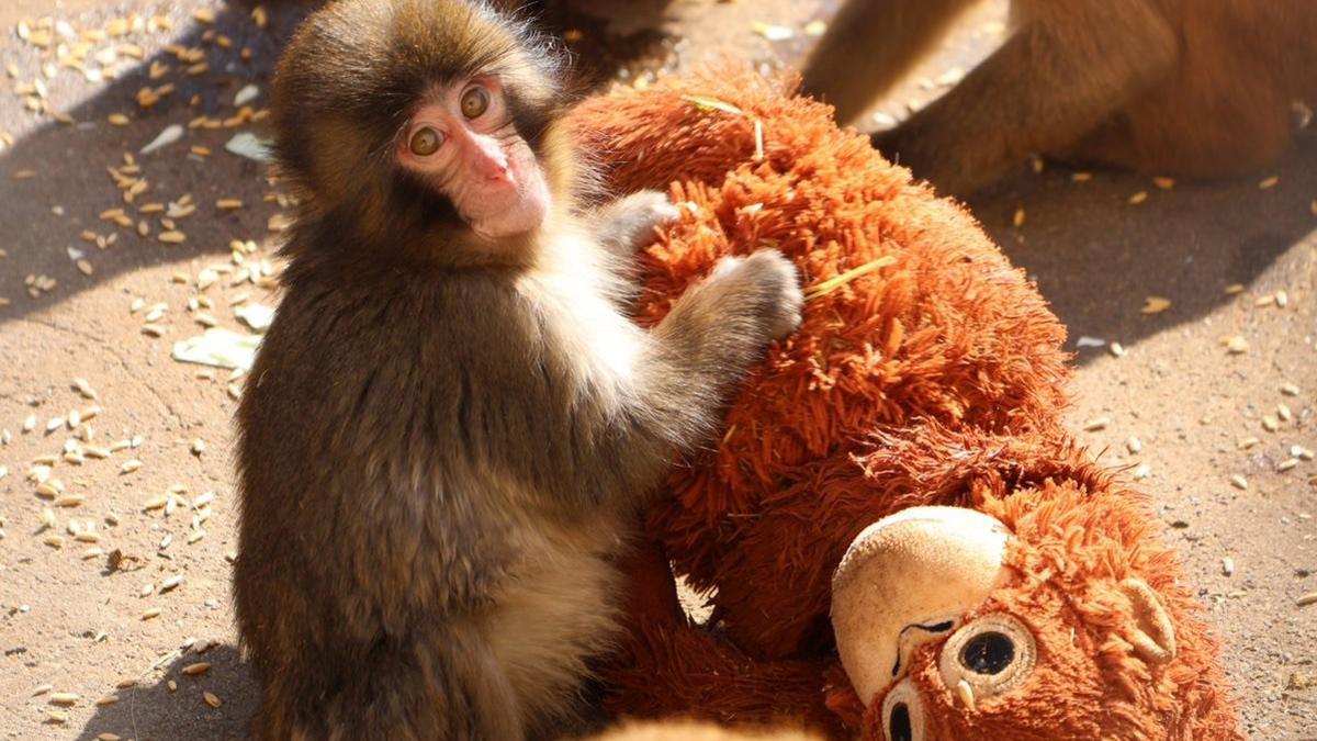 El mono Punch con su peluche