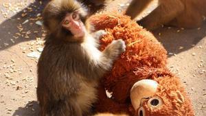 El mono Punch con su peluche