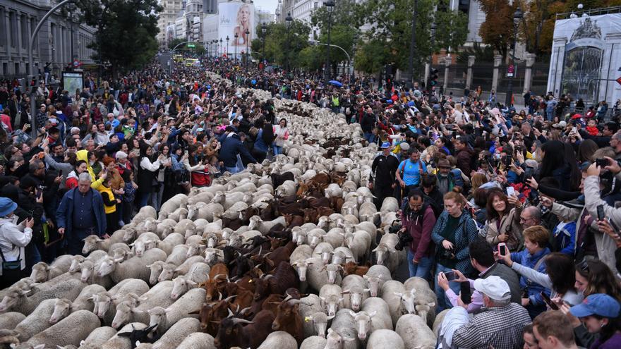 Miles de ovejas recorren Madrid en la tradicional Fiesta de la Trashumancia