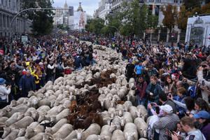 Un rebaño de más de 1.000 ovejas pasea por el centro de Madrid.