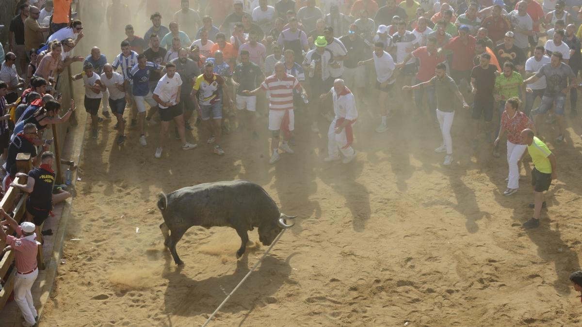 Toro Enmaromado de Benavente 2025.