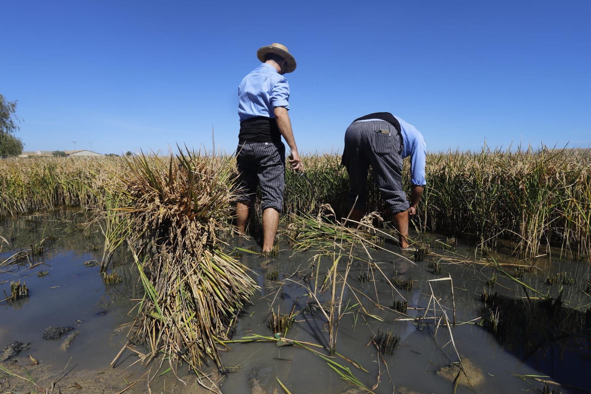 Catarroja celebra la X Fiesta de la Siega del Arroz