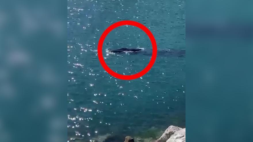 Avistamiento de una ballena en Hondarribia, País Vasco: &quot;Pedazo bicho, es enorme&quot;