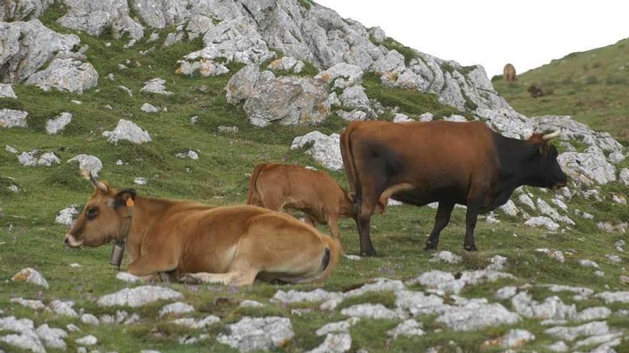 Vacas en el monte de la sierra del Aramo.