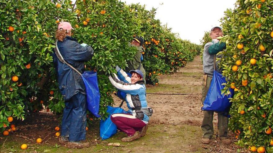 La venta al exterior de frutas y hortalizas frescas baja un 8%