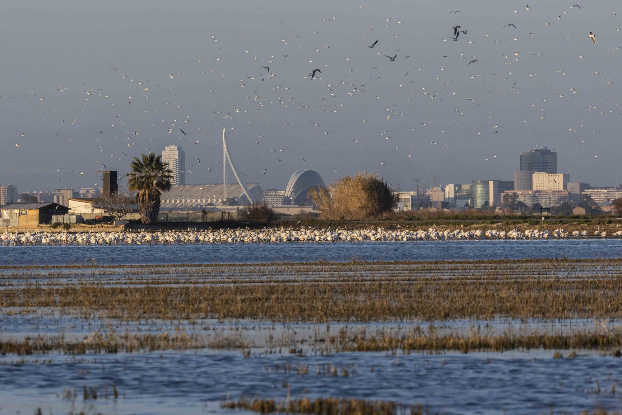 Flamencos, "moritos" y otras aves hibernan en l'Albufera