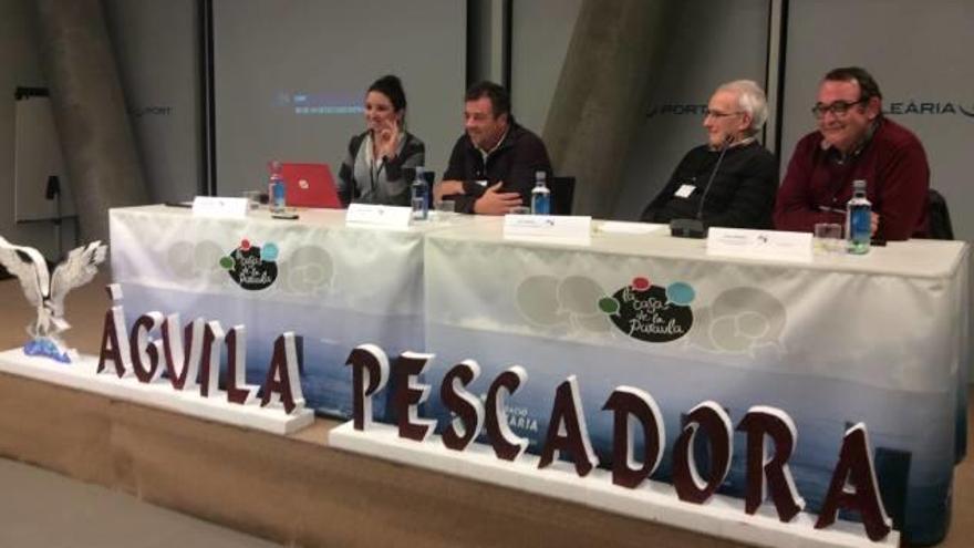 El águila pescadora regresa al cabo de Sant Antoni