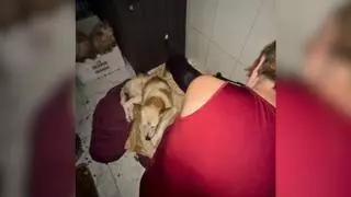 La Isla de Tali rescata a 20 animales «entre heces y basura» de una casa de Vigo afectada por un caso de síndrome de Noé: «Ella también nos necesita»