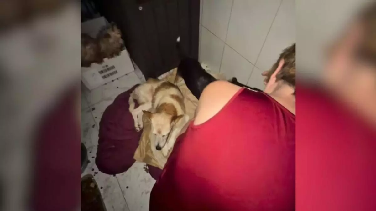 Rescatan a 20 animales «entre heces y basura» de una casa de Vigo afectada por un caso de síndrome de Noé: «Ella también nos necesita»