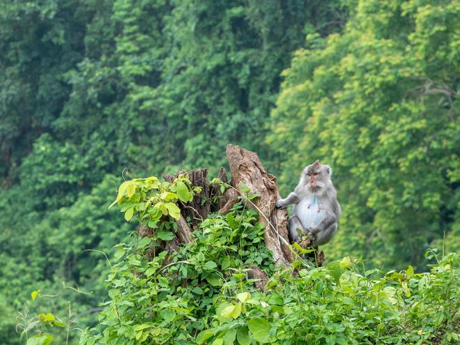 Bosque Pusuk, Lombok