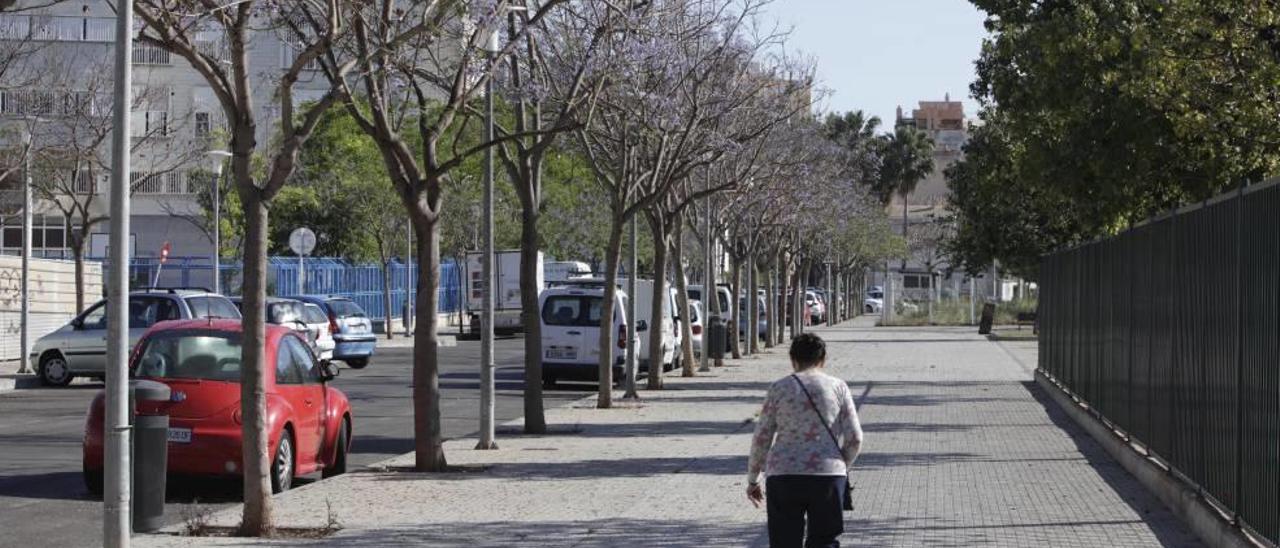 Las jacarandás florecen dos veces al año.