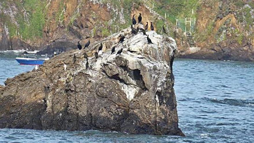 Pena na que descansan dende hai anos os corvos mariños, frente ao porto de Santa Cruz en Oleiros.