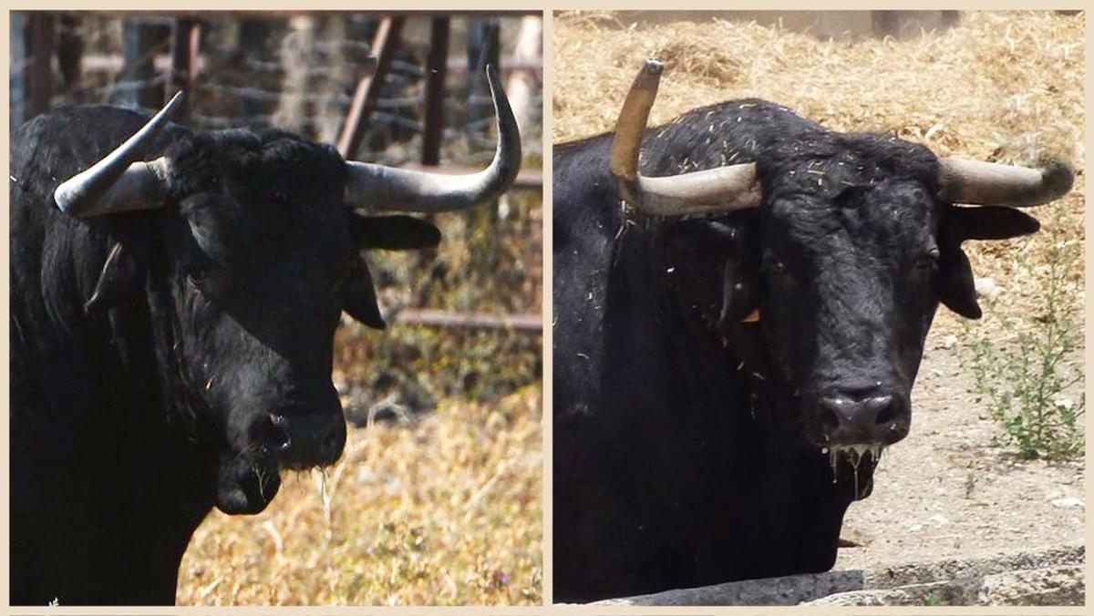 El Cebada Gago que han comprado, con el pitón izquierdo intacto (i) y partido (d).