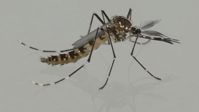 Tragsa desarrolla un 'sexador' de mosquitos en su factoría de Caudete de las Fuentes