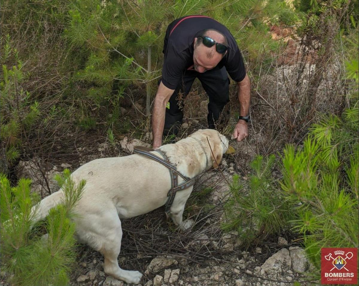 Un perro adiestrado encuentra a un bombero que hace de figurante